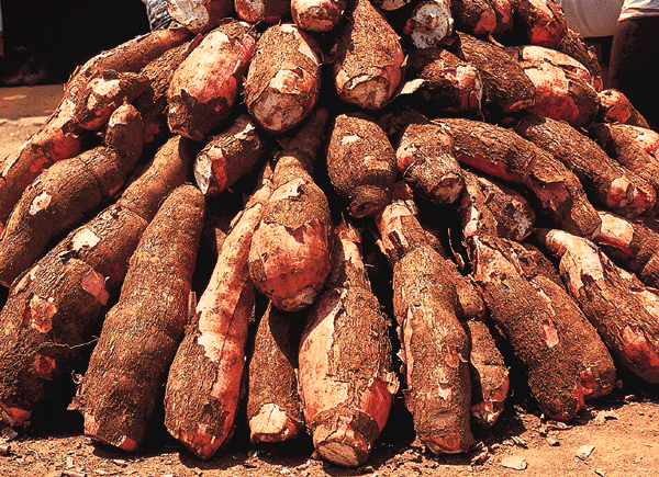 Food Processing Machine 6